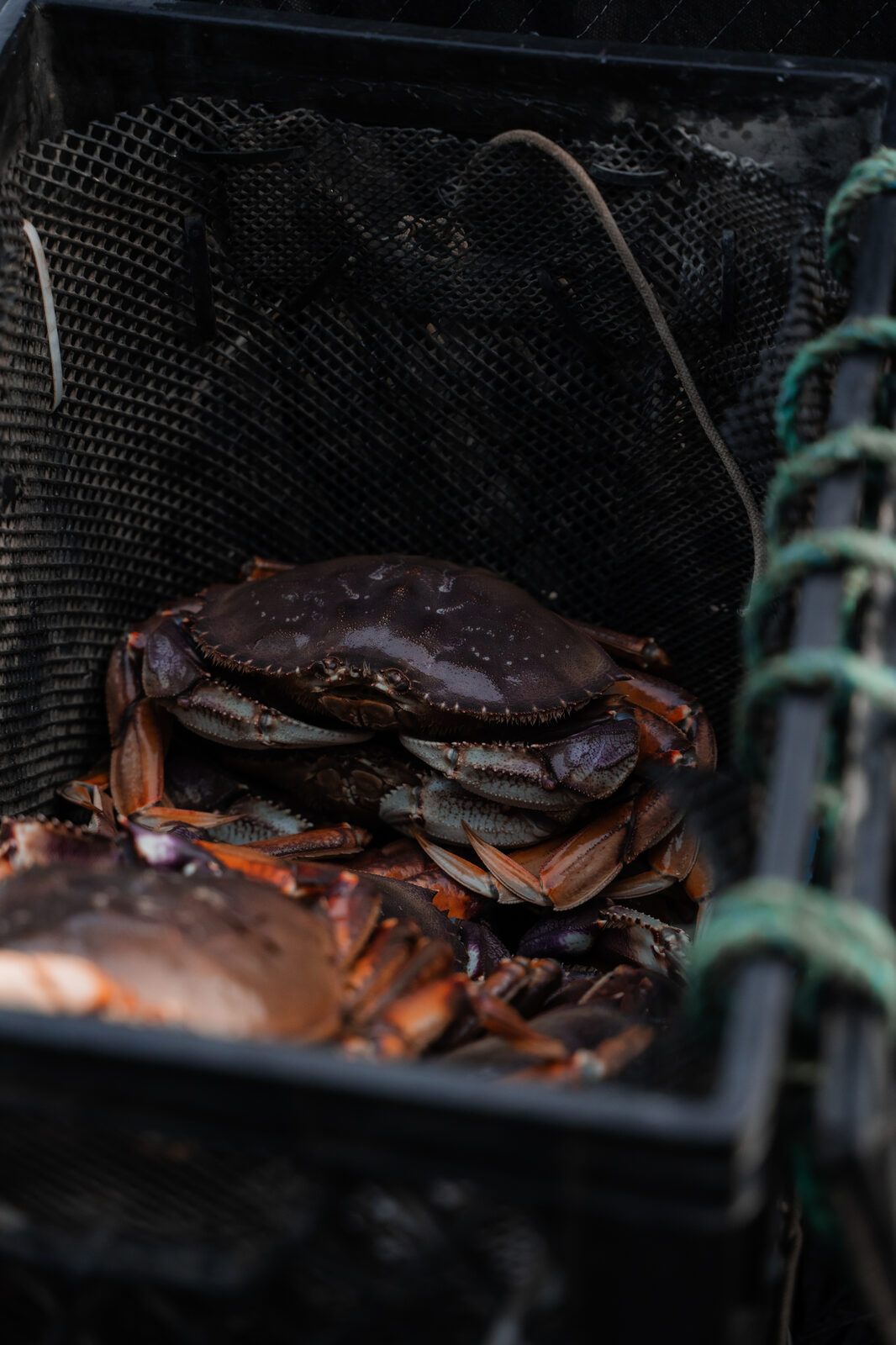 BC Dungeness crab fresh in the mesh trap on the fishing boat