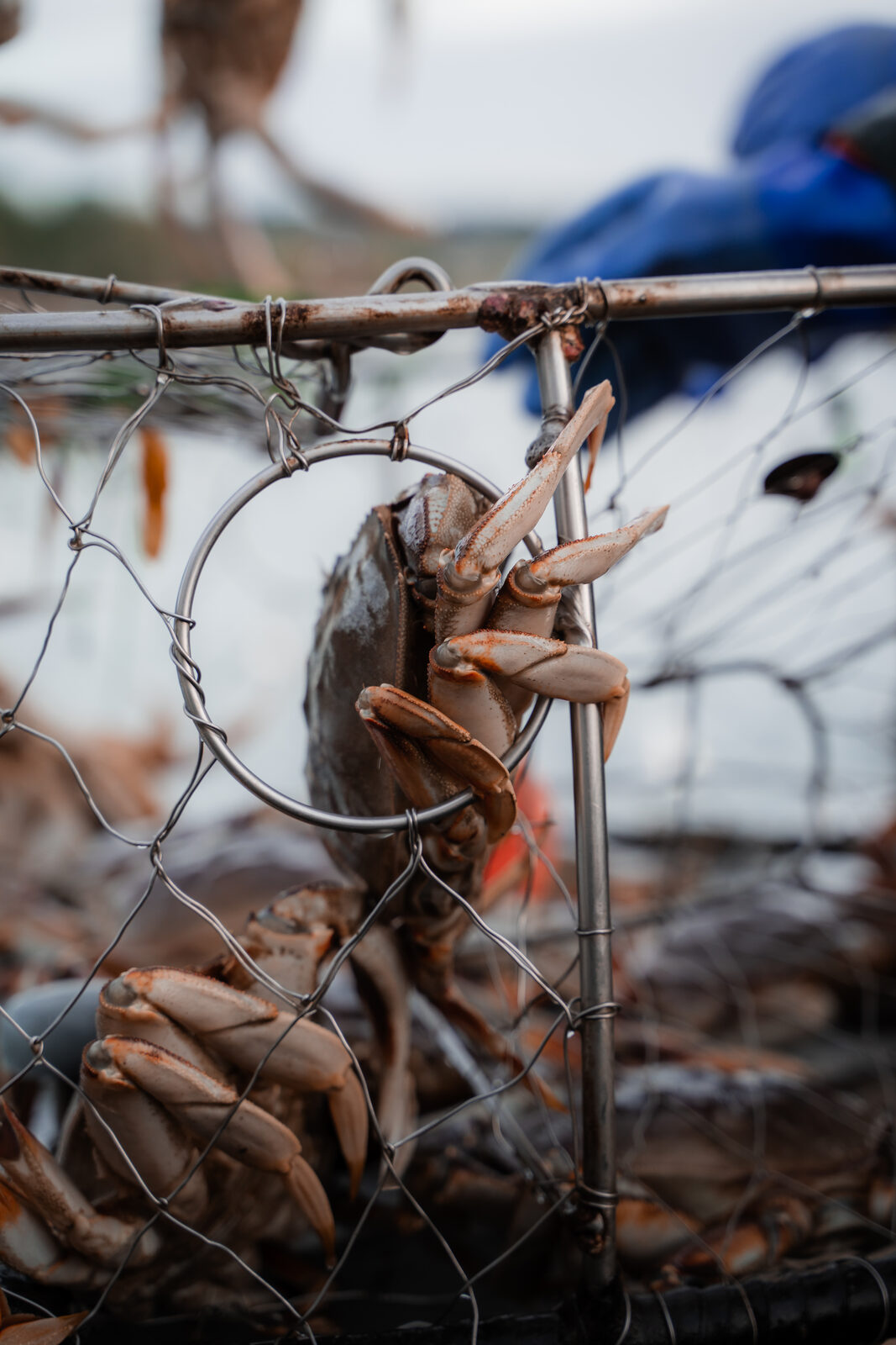Fresh BC Dungeness crab in the wire trap, moments from being hauled aboard